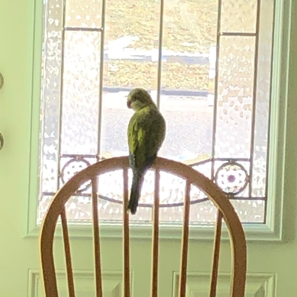 Meet your Posher, Joshua - Picture 1 of 1